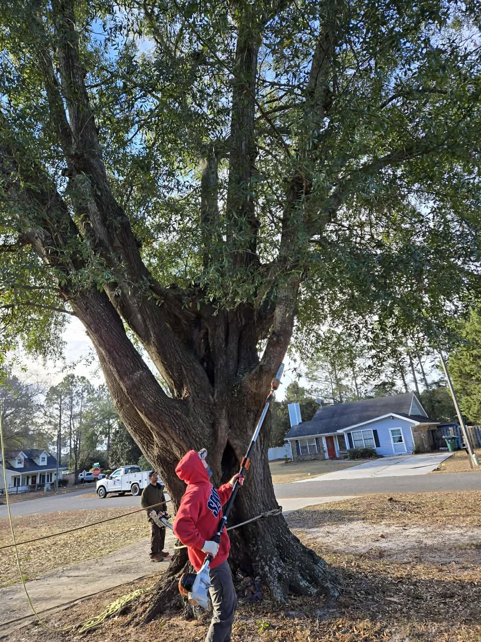How to Protect Your Trees from Spring Storm Damage